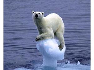 Polarbear