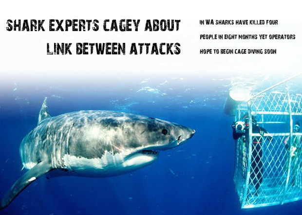 Shark experts cagey about link between attacks