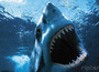 Shark-attack-copy