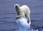 Polarbear