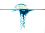 Bluebottle_macro_11_