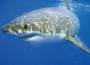 Great-white-shark-picture-01