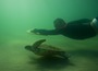 Jack and the Turtle