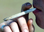 Cannabis-010