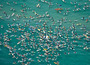 As_surf_crowd1_576